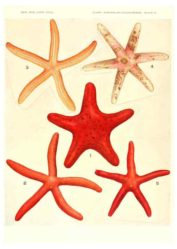 Reproducción/Reproduction 6221090848: Echinoderms from Australia Cambridge, U.S.A. :Printed for the Museum,1938
