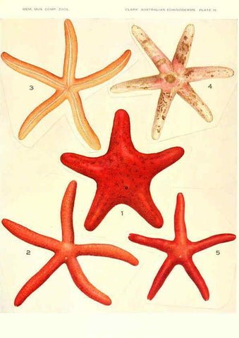 Reproducción/Reproduction 6221090848: Echinoderms from Australia Cambridge, U.S.A. :Printed for the Museum,1938