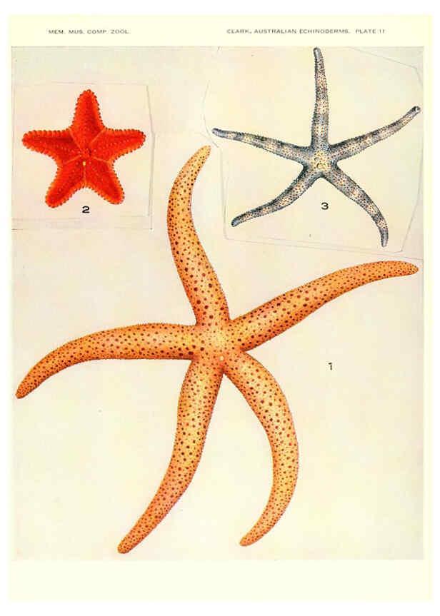 Reproducción/Reproduction 6220570309: Echinoderms from Australia Cambridge, U.S.A. :Printed for the Museum,1938