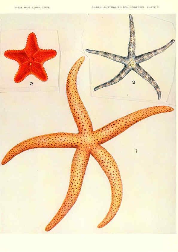 Reproducción/Reproduction 6220570309: Echinoderms from Australia Cambridge, U.S.A. :Printed for the Museum,1938