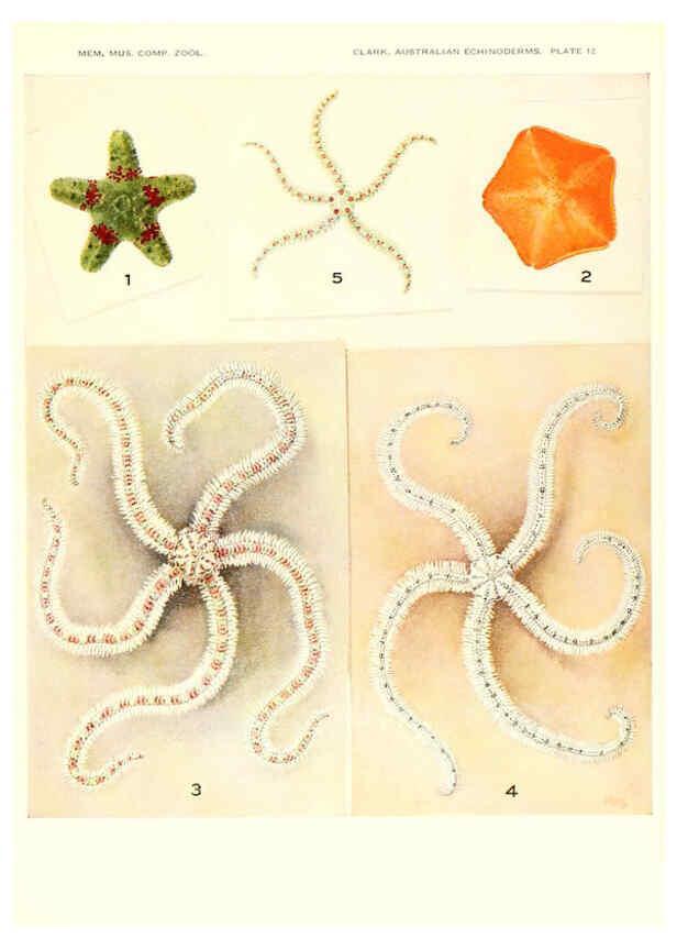 Reproducción/Reproduction 6221091154: Echinoderms from Australia Cambridge, U.S.A. :Printed for the Museum,1938
