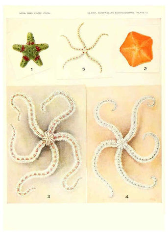 Reproducción/Reproduction 6221091154: Echinoderms from Australia Cambridge, U.S.A. :Printed for the Museum,1938