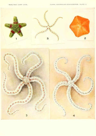 Reproducción/Reproduction 6221091154: Echinoderms from Australia Cambridge, U.S.A. :Printed for the Museum,1938
