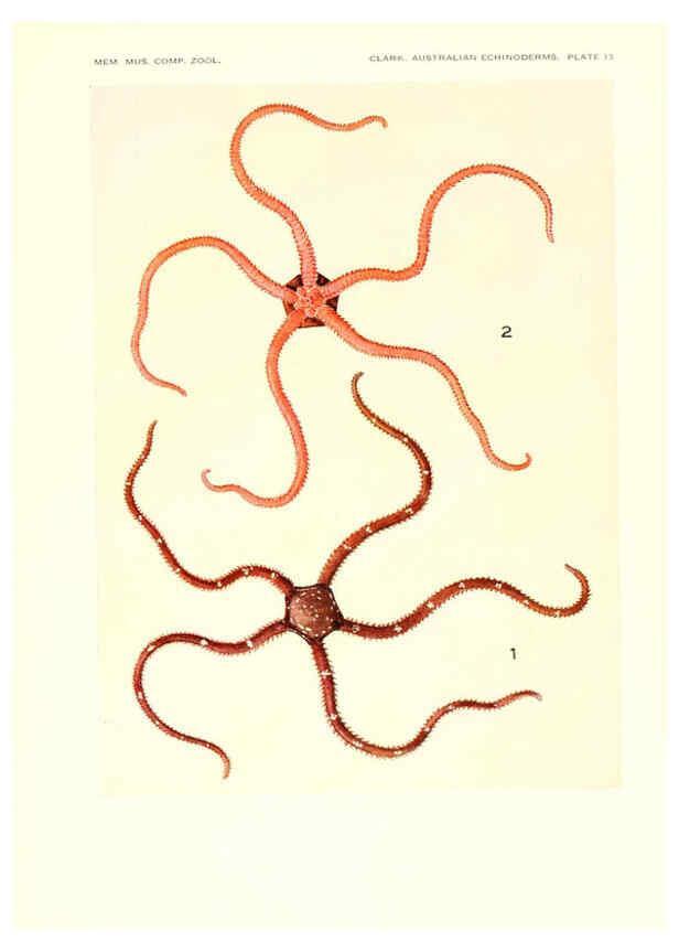 Reproducción/Reproduction 6220590299: Echinoderms from Australia Cambridge, U.S.A. :Printed for the Museum,1938