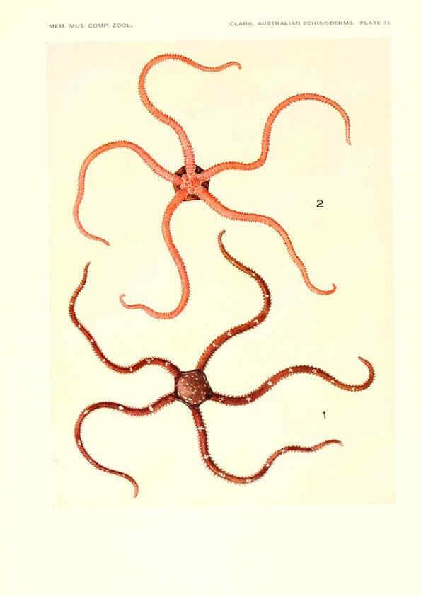 Reproducción/Reproduction 6220590299: Echinoderms from Australia Cambridge, U.S.A. :Printed for the Museum,1938