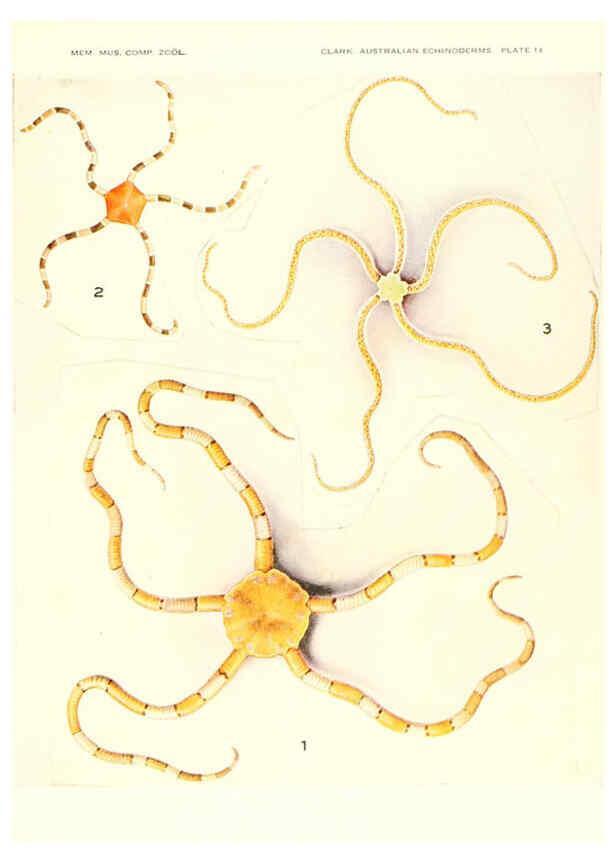 Reproducción/Reproduction 6221111088: Echinoderms from Australia Cambridge, U.S.A. :Printed for the Museum,1938