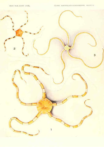 Reproducción/Reproduction 6221111088: Echinoderms from Australia Cambridge, U.S.A. :Printed for the Museum,1938