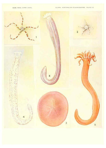 Reproducción/Reproduction 6221111234: Echinoderms from Australia Cambridge, U.S.A. :Printed for the Museum,1938