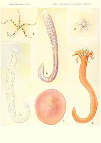 Reproducción/Reproduction 6221111234: Echinoderms from Australia Cambridge, U.S.A. :Printed for the Museum,1938