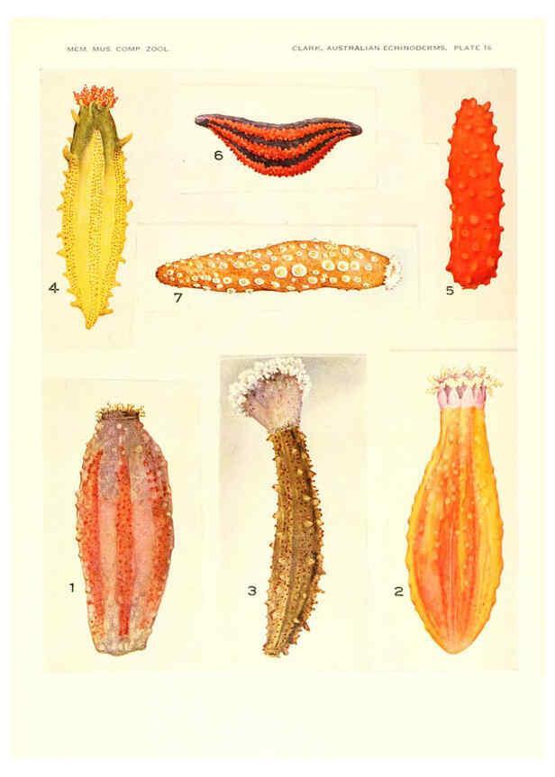 Reproducción/Reproduction 6220590765: Echinoderms from Australia Cambridge, U.S.A. :Printed for the Museum,1938