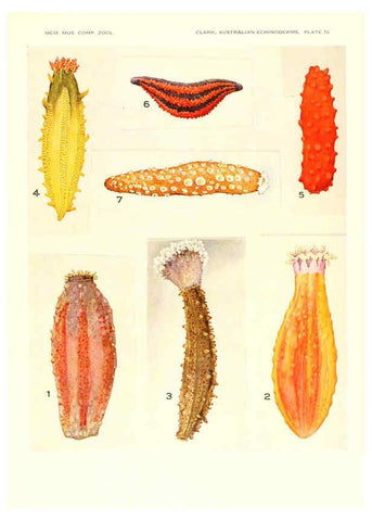 Reproducción/Reproduction 6220590765: Echinoderms from Australia Cambridge, U.S.A. :Printed for the Museum,1938