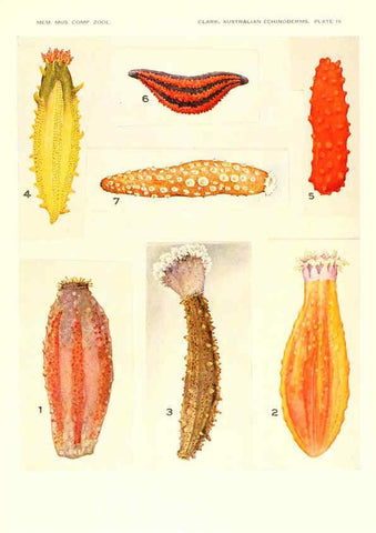 Reproducción/Reproduction 6220590765: Echinoderms from Australia Cambridge, U.S.A. :Printed for the Museum,1938