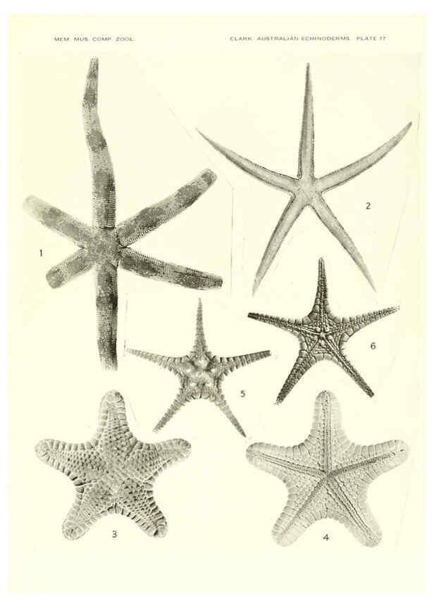 Reproducción/Reproduction 6220590919: Echinoderms from Australia Cambridge, U.S.A. :Printed for the Museum,1938