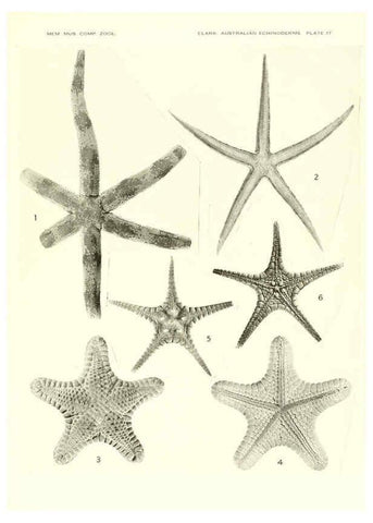 Reproducción/Reproduction 6220590919: Echinoderms from Australia Cambridge, U.S.A. :Printed for the Museum,1938