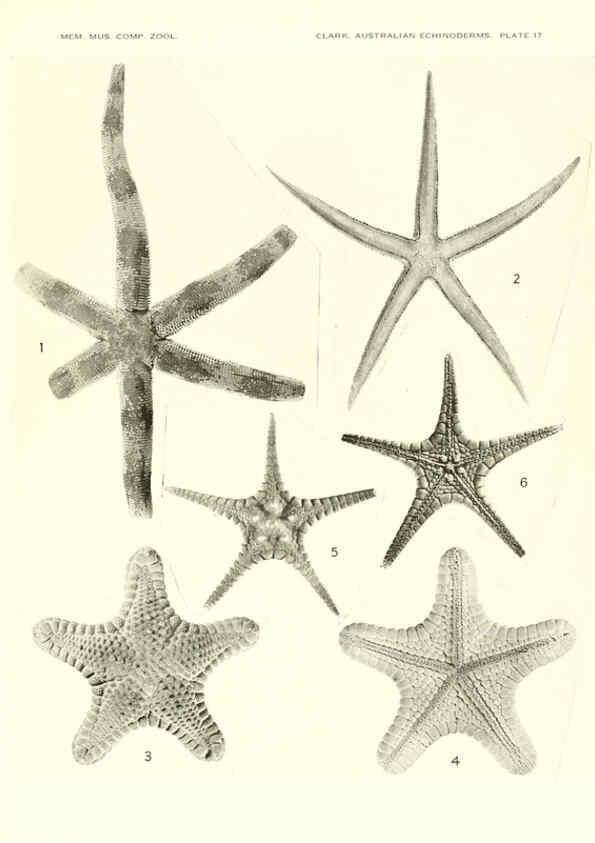 Reproducción/Reproduction 6220590919: Echinoderms from Australia Cambridge, U.S.A. :Printed for the Museum,1938