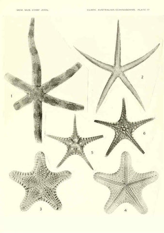Reproducción/Reproduction 6220590919: Echinoderms from Australia Cambridge, U.S.A. :Printed for the Museum,1938