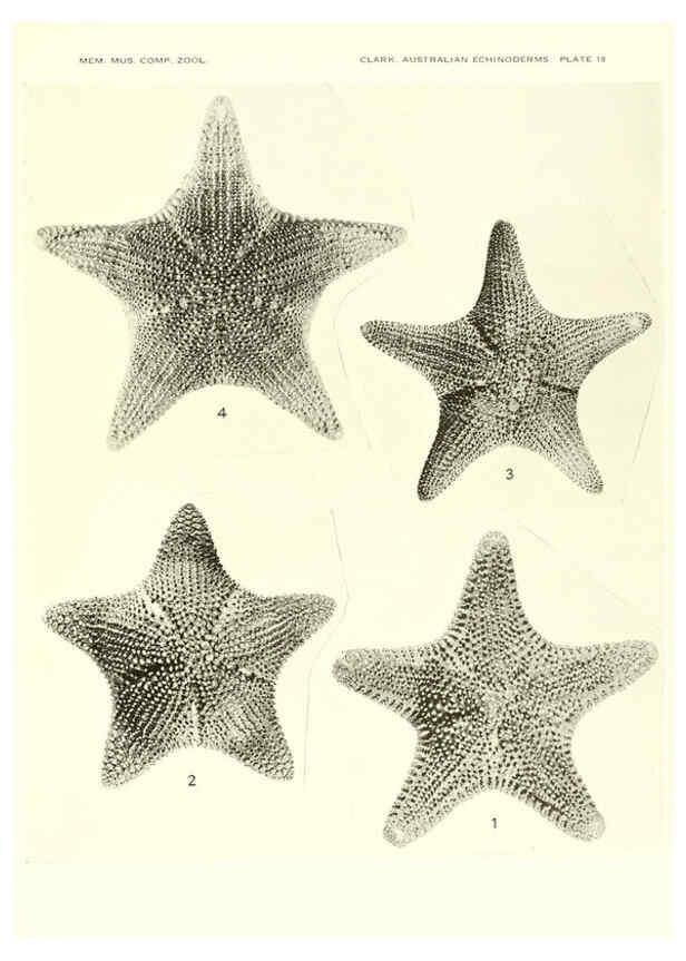 Reproducción/Reproduction 6220591083: Echinoderms from Australia Cambridge, U.S.A. :Printed for the Museum,1938