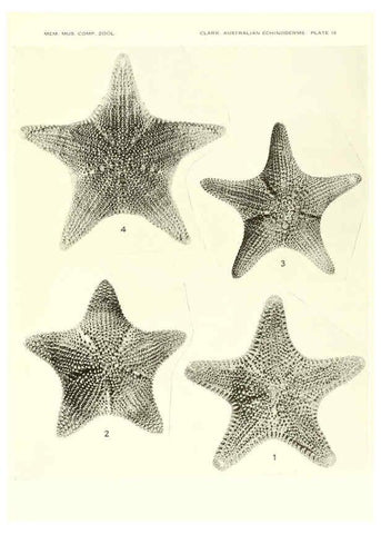 Reproducción/Reproduction 6220591083: Echinoderms from Australia Cambridge, U.S.A. :Printed for the Museum,1938