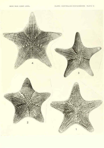 Reproducción/Reproduction 6220591083: Echinoderms from Australia Cambridge, U.S.A. :Printed for the Museum,1938