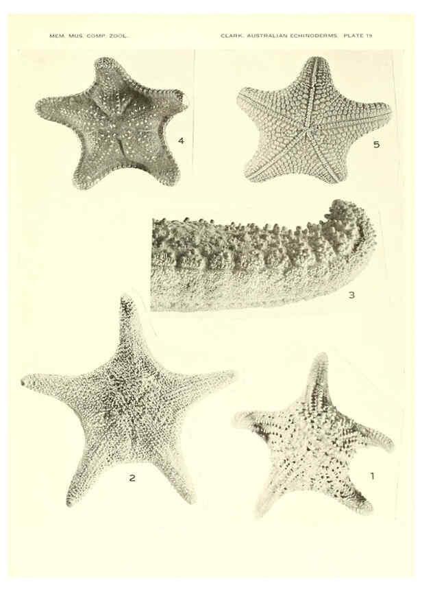 Reproducción/Reproduction 6221111896: Echinoderms from Australia Cambridge, U.S.A. :Printed for the Museum,1938
