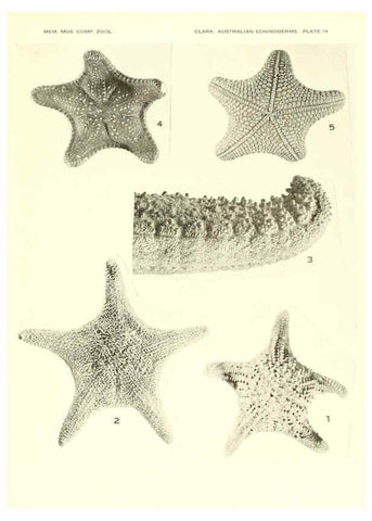Reproducción/Reproduction 6221111896: Echinoderms from Australia Cambridge, U.S.A. :Printed for the Museum,1938
