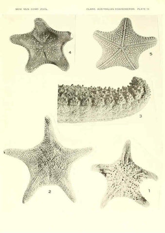 Reproducción/Reproduction 6221111896: Echinoderms from Australia Cambridge, U.S.A. :Printed for the Museum,1938