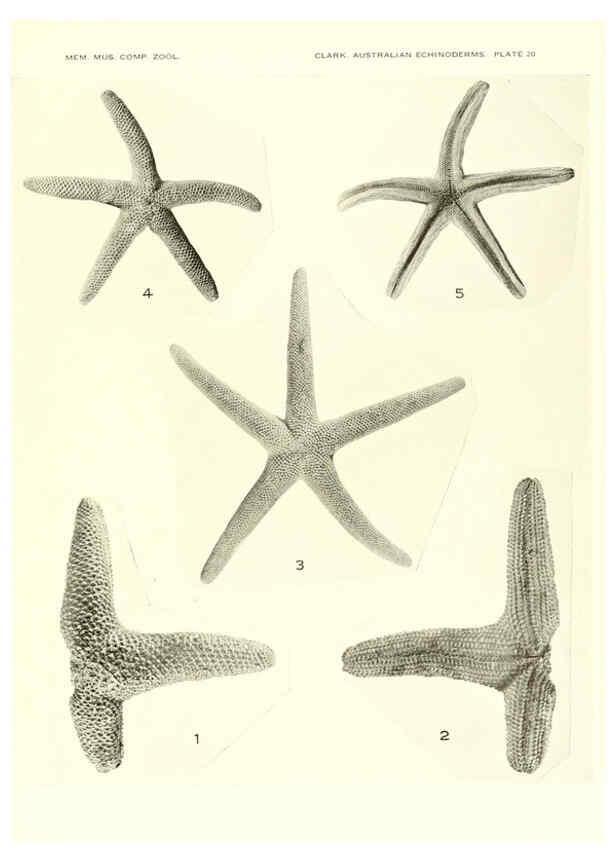 Reproducción/Reproduction 6220591409: Echinoderms from Australia Cambridge, U.S.A. :Printed for the Museum,1938