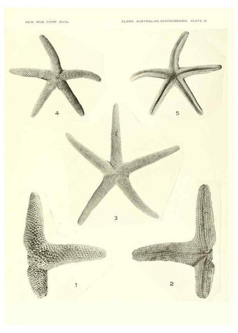 Reproducción/Reproduction 6220591409: Echinoderms from Australia Cambridge, U.S.A. :Printed for the Museum,1938
