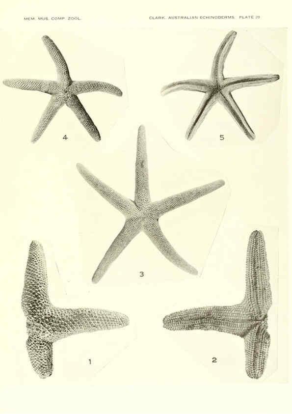 Reproducción/Reproduction 6220591409: Echinoderms from Australia Cambridge, U.S.A. :Printed for the Museum,1938
