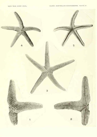 Reproducción/Reproduction 6220591409: Echinoderms from Australia Cambridge, U.S.A. :Printed for the Museum,1938