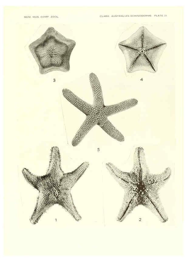 Reproducción/Reproduction 6220591539: Echinoderms from Australia Cambridge, U.S.A. :Printed for the Museum,1938
