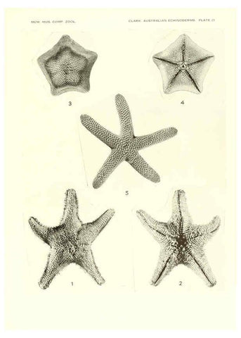 Reproducción/Reproduction 6220591539: Echinoderms from Australia Cambridge, U.S.A. :Printed for the Museum,1938