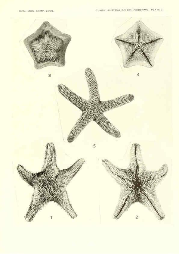 Reproducción/Reproduction 6220591539: Echinoderms from Australia Cambridge, U.S.A. :Printed for the Museum,1938