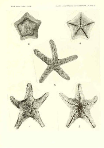 Reproducción/Reproduction 6220591539: Echinoderms from Australia Cambridge, U.S.A. :Printed for the Museum,1938