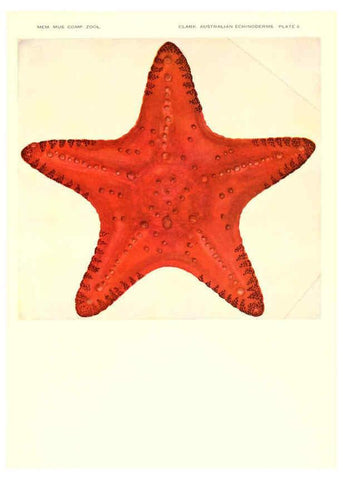 Reproducción/Reproduction 6221090164: Echinoderms from Australia Cambridge, U.S.A. :Printed for the Museum,1938
