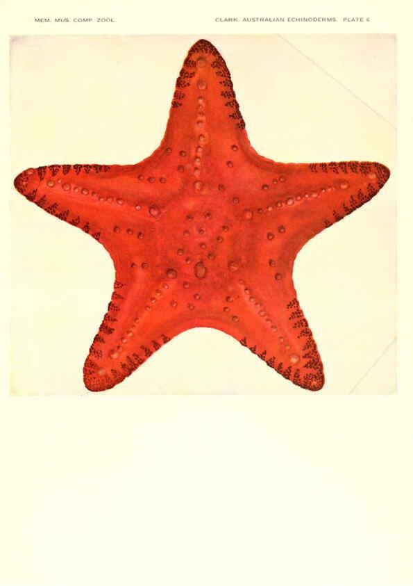 Reproducción/Reproduction 6221090164: Echinoderms from Australia Cambridge, U.S.A. :Printed for the Museum,1938