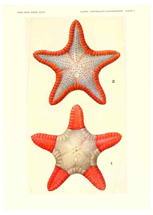 Reproducción/Reproduction 6220569345: Echinoderms from Australia Cambridge, U.S.A. :Printed for the Museum,1938