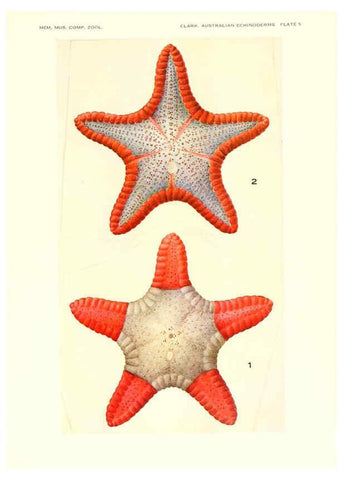 Reproducción/Reproduction 6220569345: Echinoderms from Australia Cambridge, U.S.A. :Printed for the Museum,1938