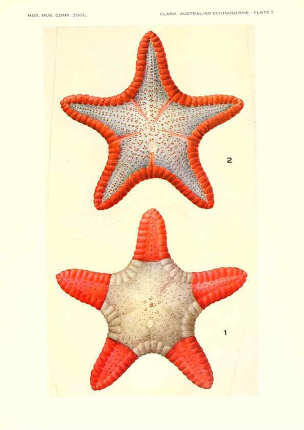 Reproducción/Reproduction 6220569345: Echinoderms from Australia Cambridge, U.S.A. :Printed for the Museum,1938