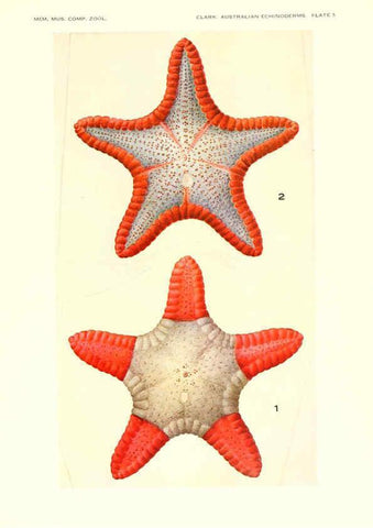 Reproducción/Reproduction 6220569345: Echinoderms from Australia Cambridge, U.S.A. :Printed for the Museum,1938