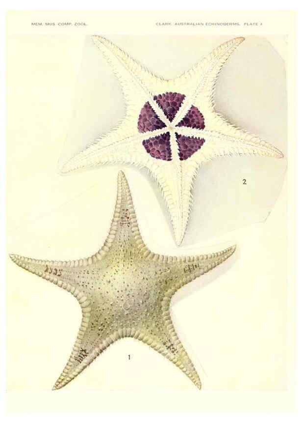 Reproducción/Reproduction 6220569177: Echinoderms from Australia Cambridge, U.S.A. :Printed for the Museum,1938