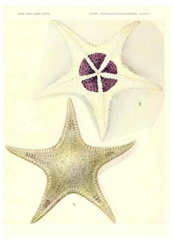 Reproducción/Reproduction 6220569177: Echinoderms from Australia Cambridge, U.S.A. :Printed for the Museum,1938