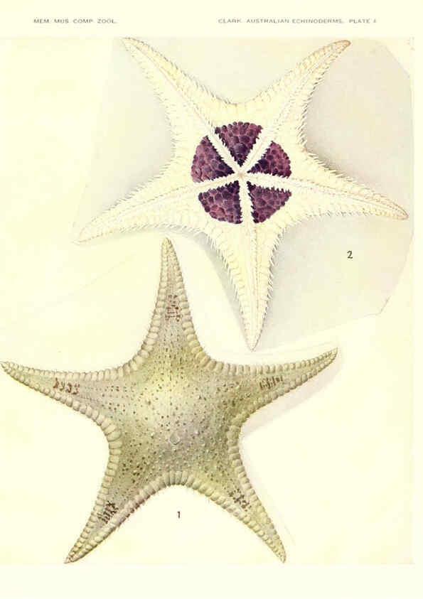 Reproducción/Reproduction 6220569177: Echinoderms from Australia Cambridge, U.S.A. :Printed for the Museum,1938