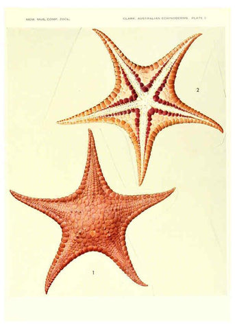 Reproducción/Reproduction 6221089668: Echinoderms from Australia Cambridge, U.S.A. :Printed for the Museum,1938