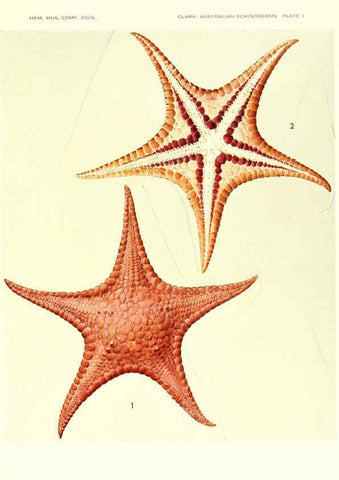 Reproducción/Reproduction 6221089668: Echinoderms from Australia Cambridge, U.S.A. :Printed for the Museum,1938