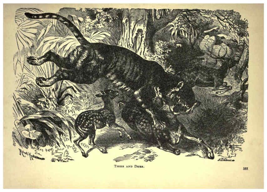 Reproducción/Reproduction 6221064386: Forest and jungle, or, Thrilling adventures in all quarters of the globe Chicago ;The Werner Company,1896