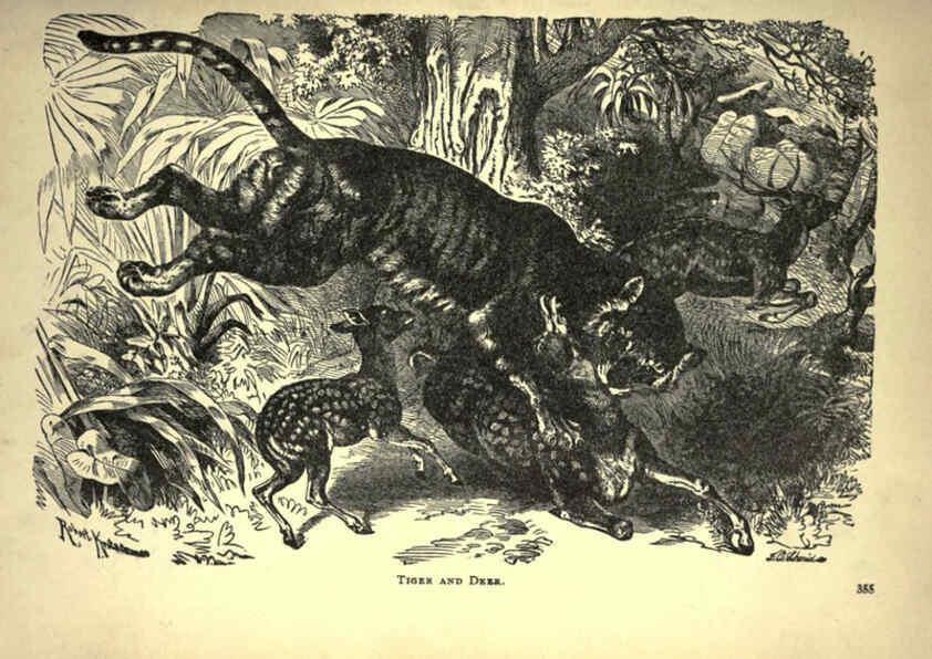 Reproducción/Reproduction 6221064386: Forest and jungle, or, Thrilling adventures in all quarters of the globe Chicago ;The Werner Company,1896