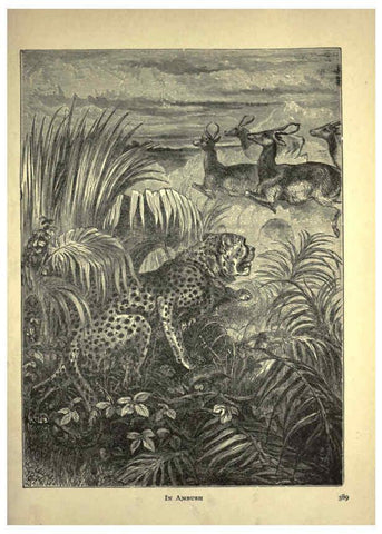 Reproducción/Reproduction 6220544243: Forest and jungle, or, Thrilling adventures in all quarters of the globe Chicago ;The Werner Company,1896