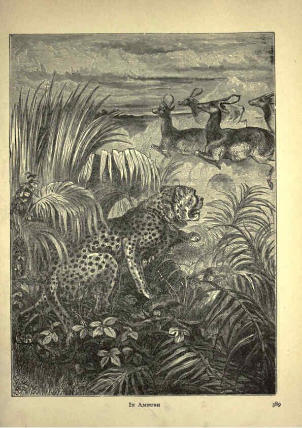 Reproducción/Reproduction 6220544243: Forest and jungle, or, Thrilling adventures in all quarters of the globe Chicago ;The Werner Company,1896