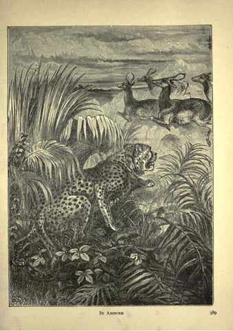 Reproducción/Reproduction 6220544243: Forest and jungle, or, Thrilling adventures in all quarters of the globe Chicago ;The Werner Company,1896